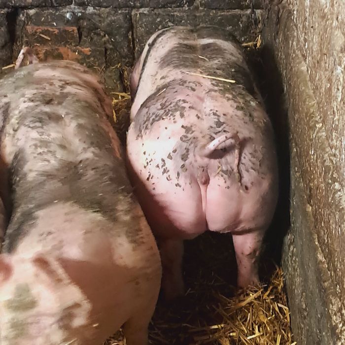 Młode loszki hodowlane TRANSPORT gratis