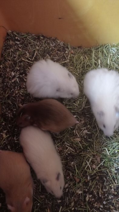 Королівські хом'яки,гризуни.