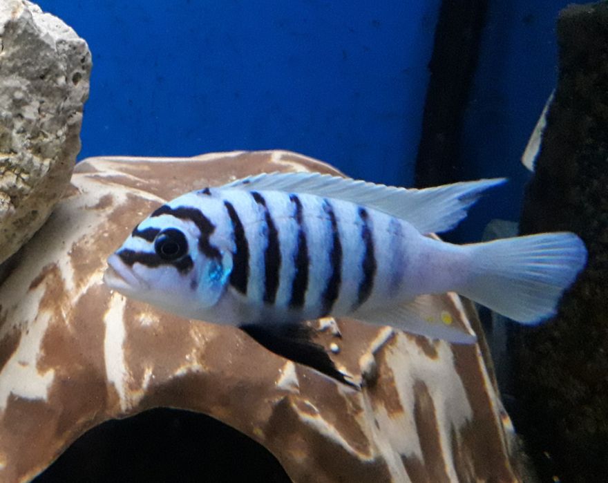 Metriaclima Fainzilberi Maison Reef F1. Pyszczaki z Malawi.