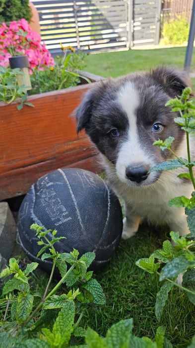 Piesek Border collie blue z niebieskimi oczkami
