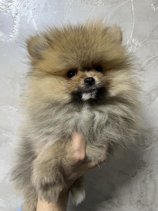 Шпіц хлопчик )))