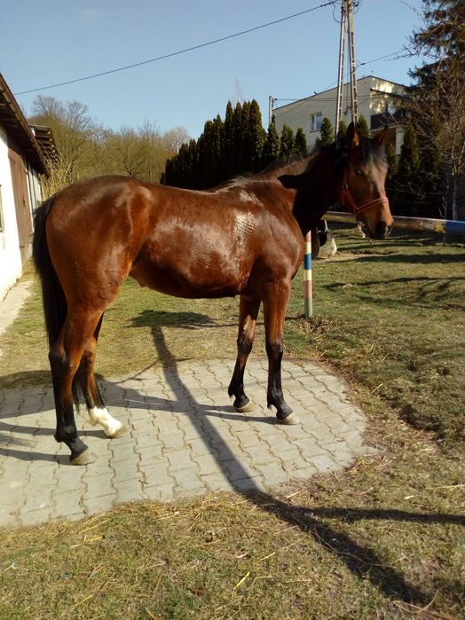 Klacz małopolska 2 lata po Birkut