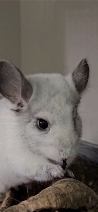 Siano dla królików,  świnek ..."Animals24 " eko- odpylone.