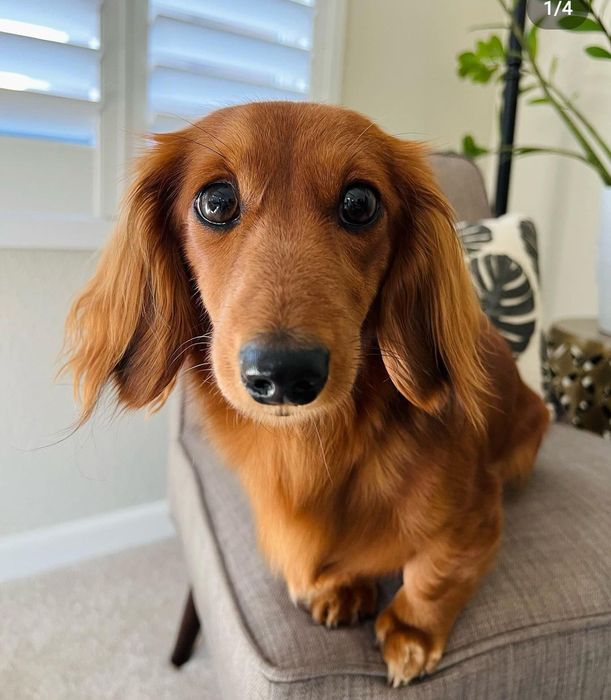 Кроляча довгошерстна красуня