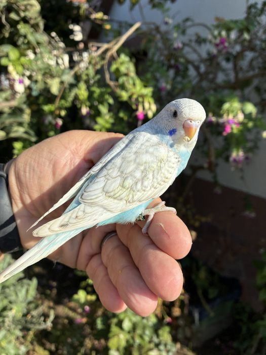 Fantastico Periquito domesticado - baixa de preço