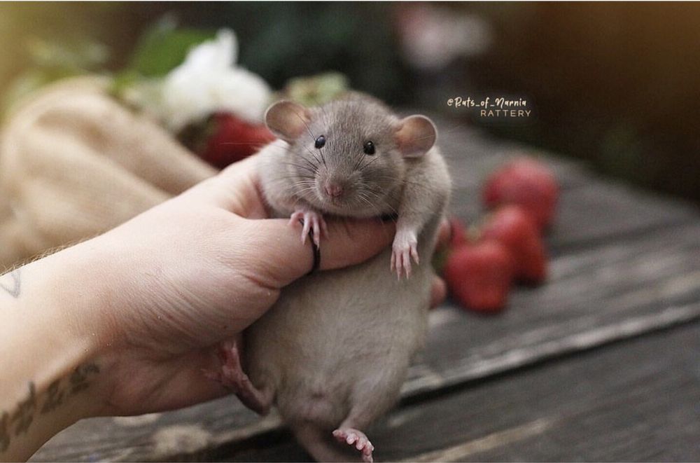 Щурята Дамбо - Крысяьа дамбо