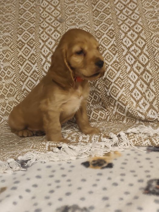 Menino Cocker fofinho