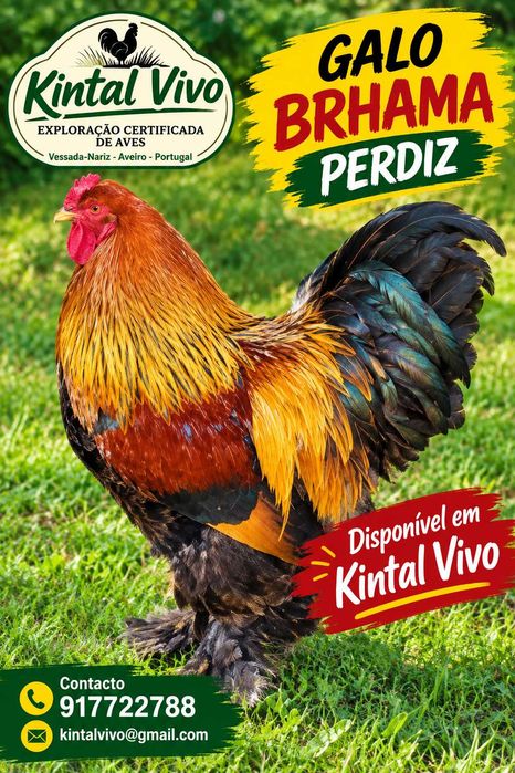 Galo Brhama Perdiz