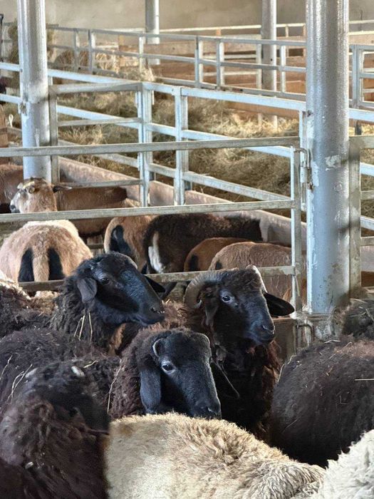 Продаж молодих баранчиків 2025 року