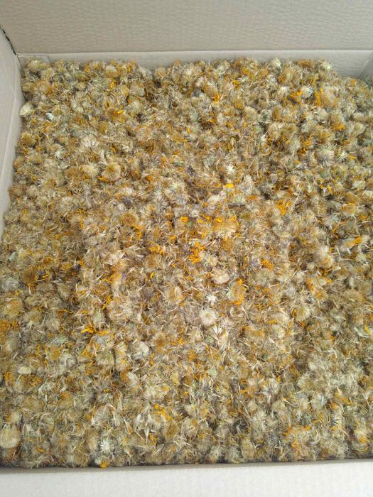 Арніка гірська (arnica montana)