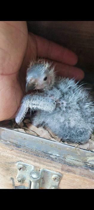 Lori molucano  para criar á mão