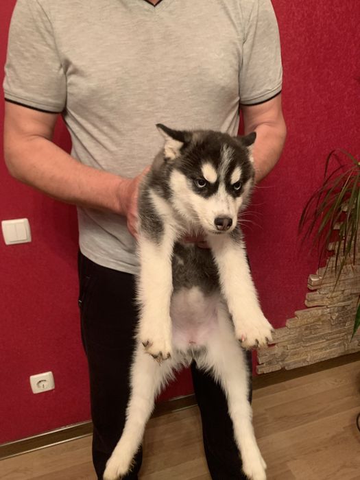 Продам цуценят Сибірської Хаскі