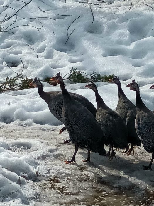 Pantarki perliczki kury koguty