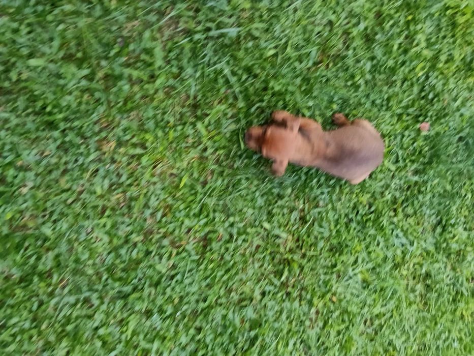 Pinscher macho castanho