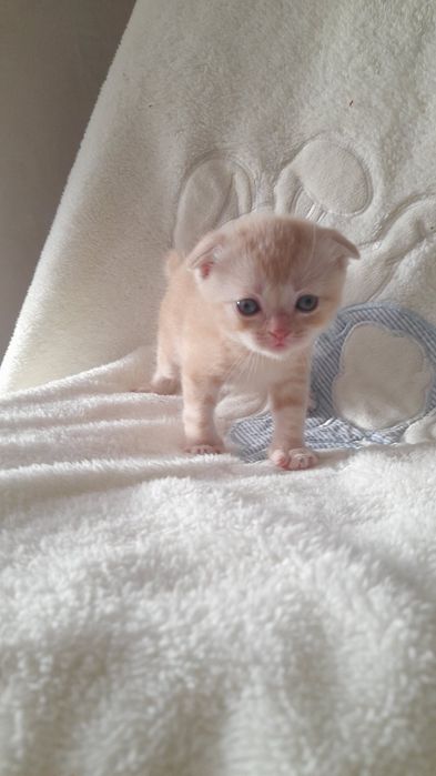 Кошенята вислоушки