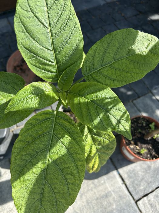 Brukmansja . Datura