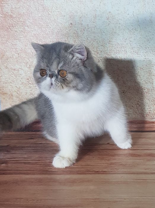 Экзотическая кошечка