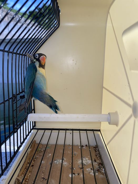 Agapornis Personatas