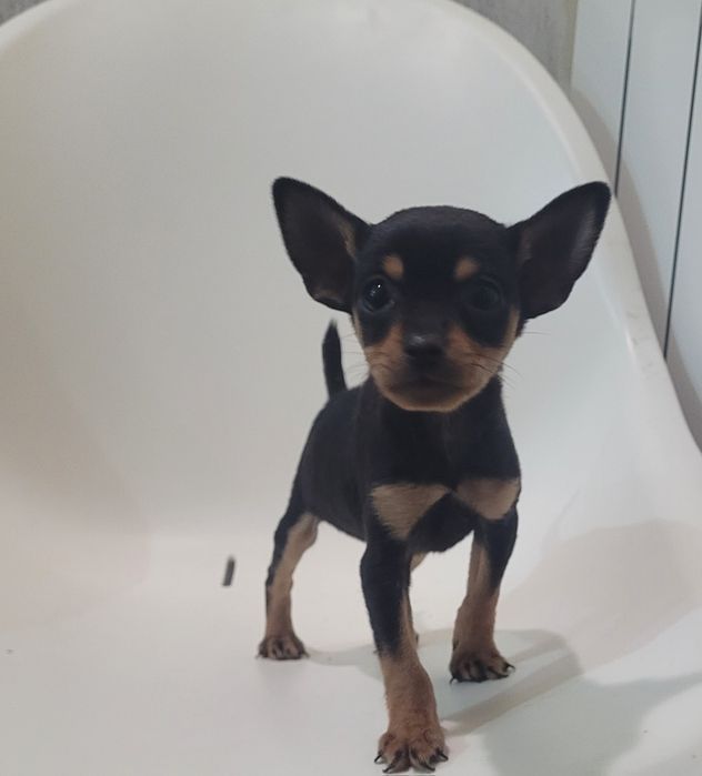 Cachorrinho Pinscher miniatura