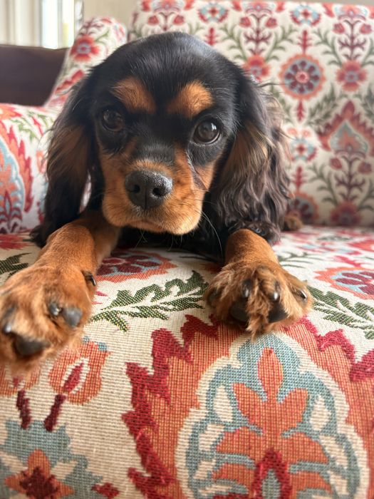 Cavalier King Charles Spaniel piesek.
