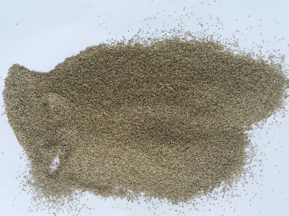 nasiona rumianku, rumianek, nasienie rumianku