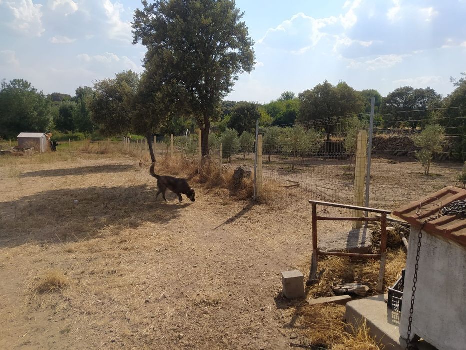 OPORTUNIDADE ÚNICA - Casa T4/T5 c/terreno