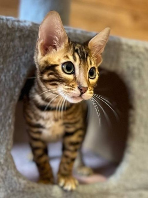 Бенгальські кошенята бенгальские котята хлопчики та дівчата