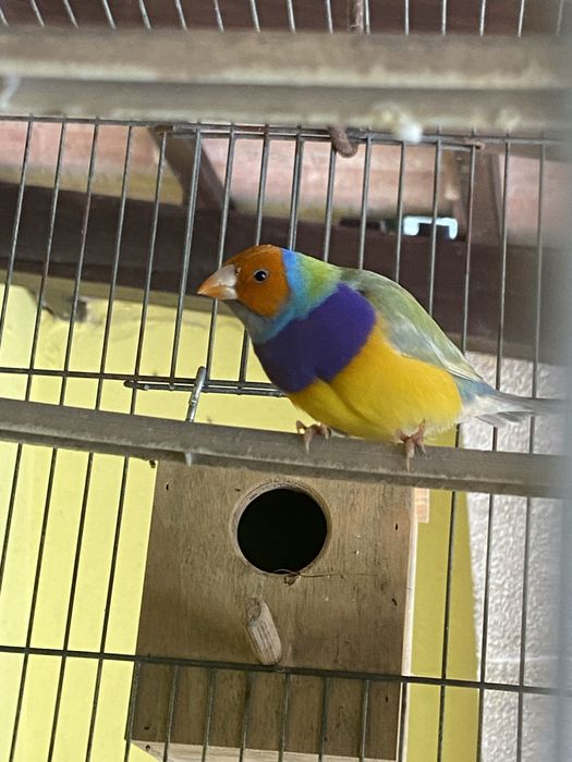 Macho diamante gould