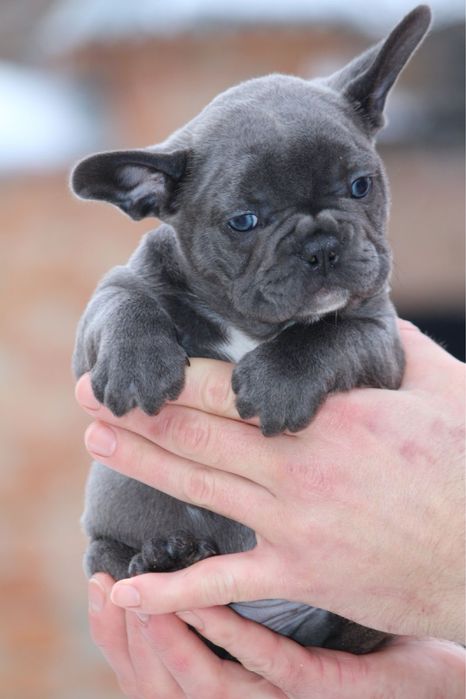 Мальчик французкого бульдога