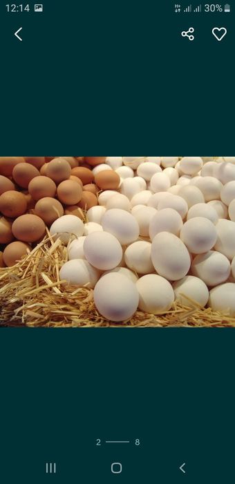 Продам курку -несушку 4.5 місяців