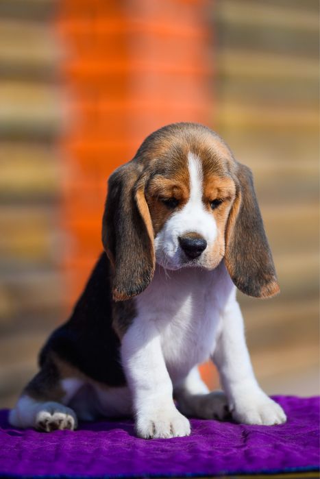 Маленький бігль 2,5 місяці