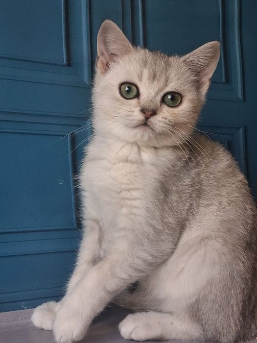 Срібний красунчик з яскравими очима