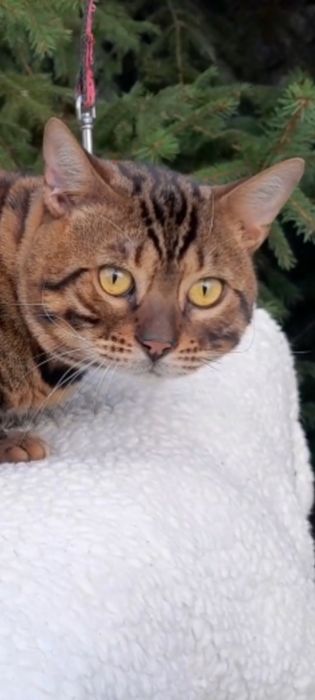 Продам шикарного бенгальского котика