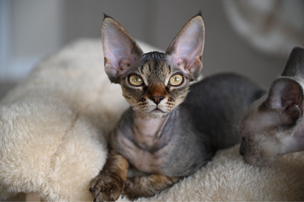 Koteczka Devon Rex