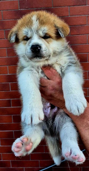 Sprzedam Akita Inu Piesek z Rodowodem