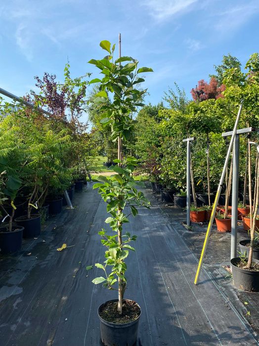 Magnolia brooklińska Yellow Bird