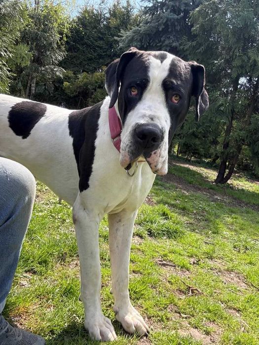 Dog niemiecki do adopcji
