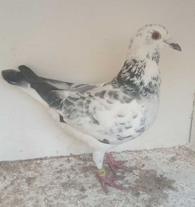 Lindo pombo correio Fantasminha