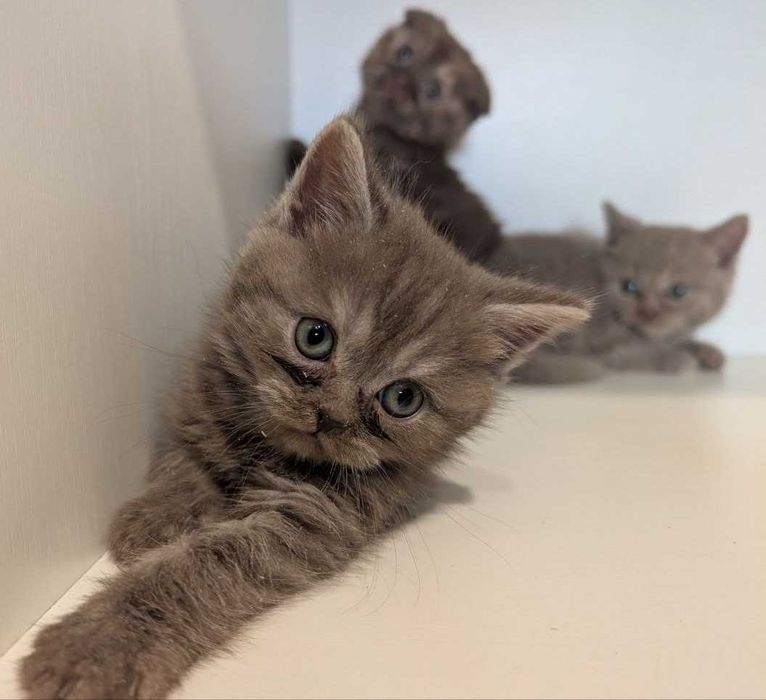Кошенята Шотландці