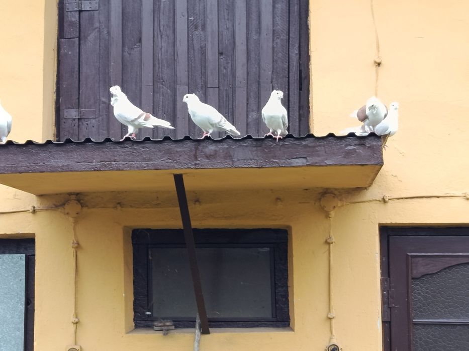 Sprzedam gołębie mewki