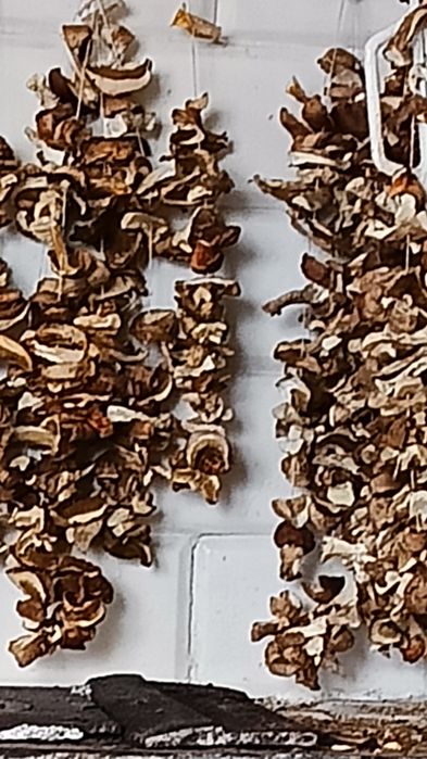 Grzyby suszone prawdziwki