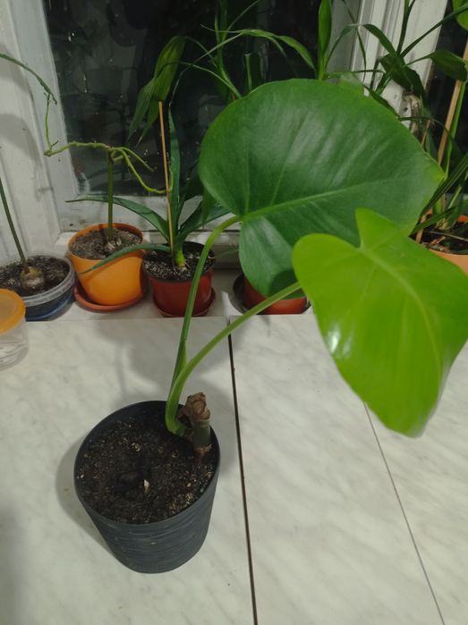 Монстера кімнатна