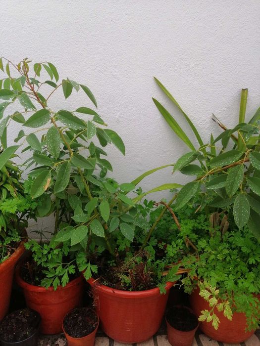 Arvore Eritrina Crista de galo ULTIMAS