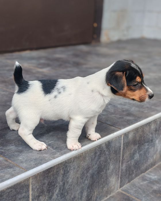 Джек рассел тер'єр хлопчик