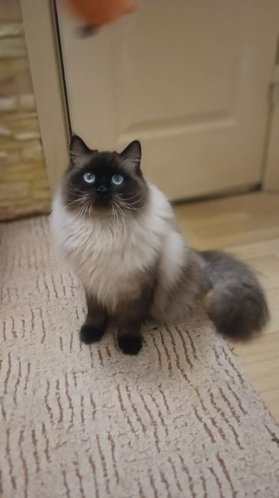 Невська маскарадна котик вязка запрошує нєвєстуу