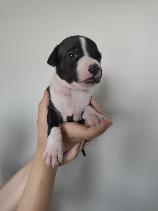 Szczenięta Amstaff