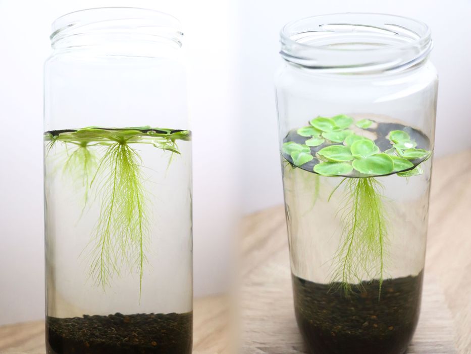 Plantas para aquário - Ludwigia, Hygrophila, Lindernia.