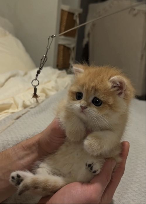 Кошеня золота шиншила хлопчик