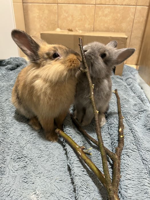 Krolik miniaturka młode domowy puszysty