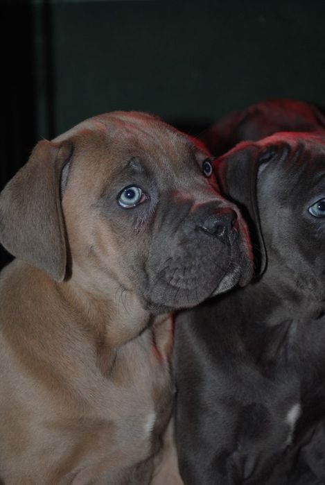 Cane Corso mocny pies